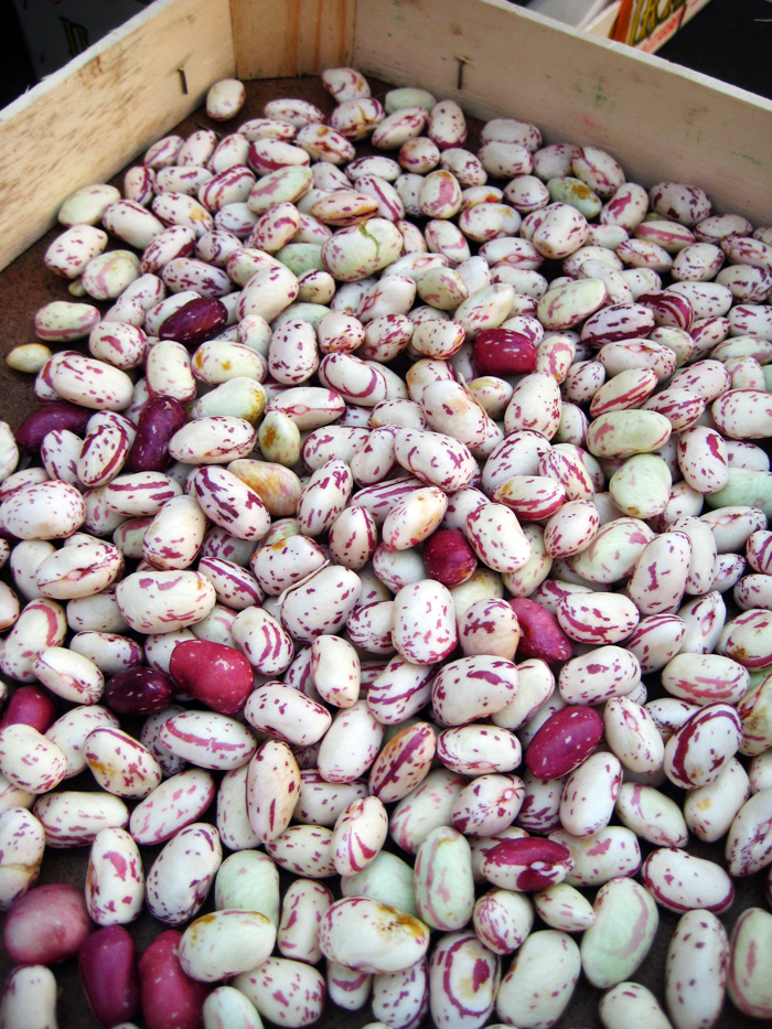 Cranberry beans (borlotti) for sale in Rome, Italy
